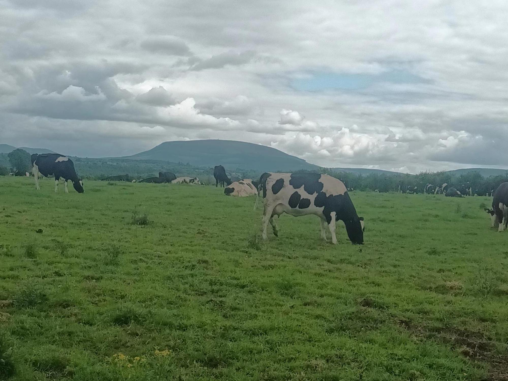Birdhill Farmhouse Tipperary Exteriér fotografie